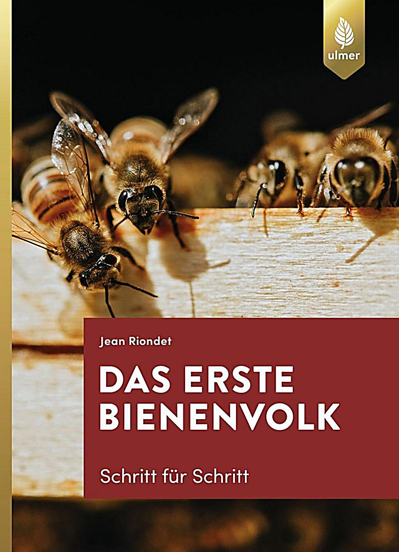 Das erste Bienenvolk