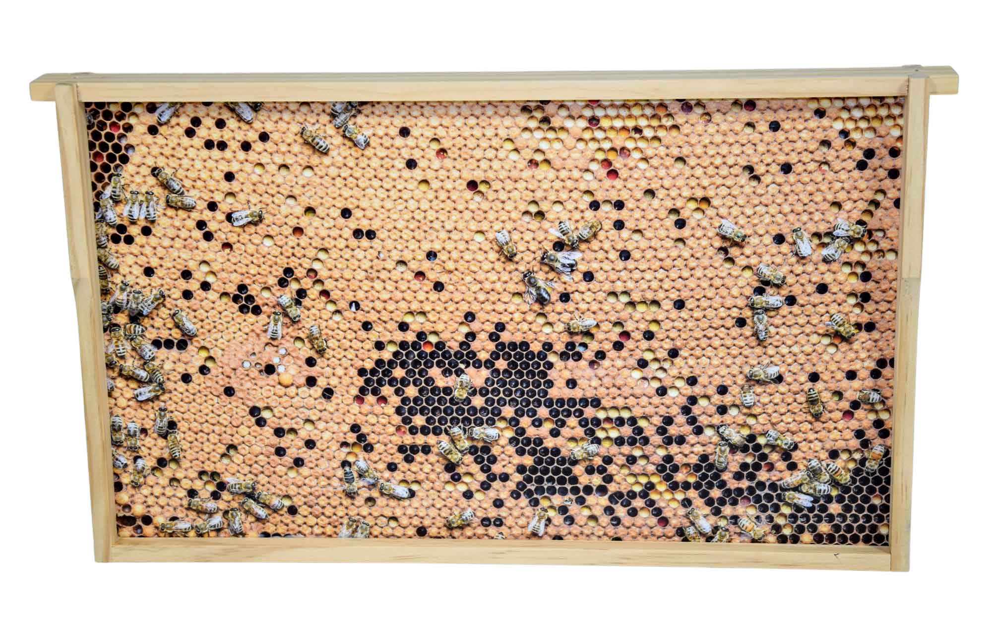 Virtuelles Bienenvolk