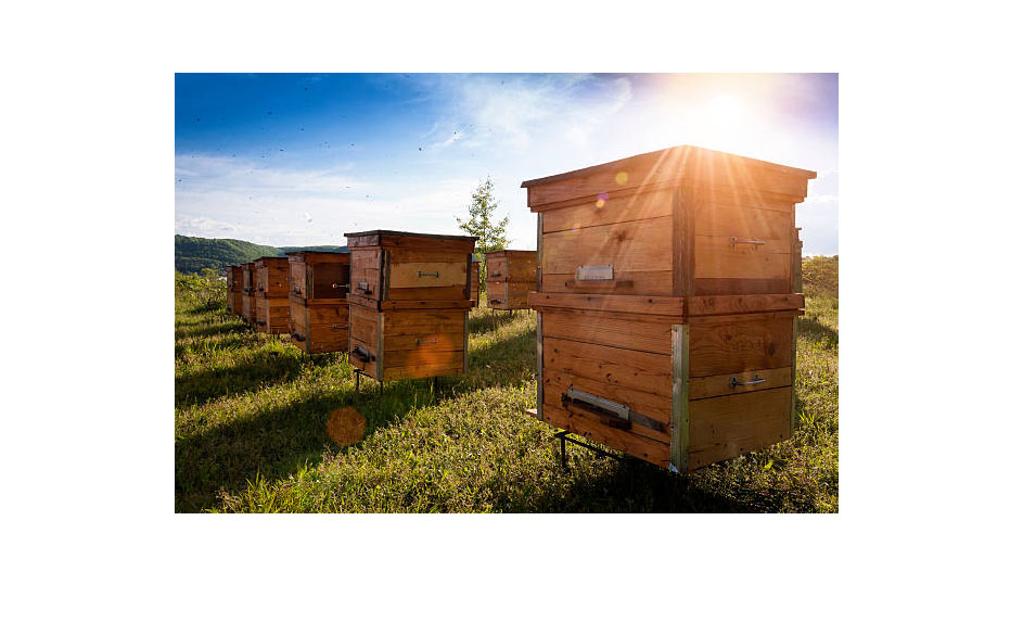 Bienenkästen