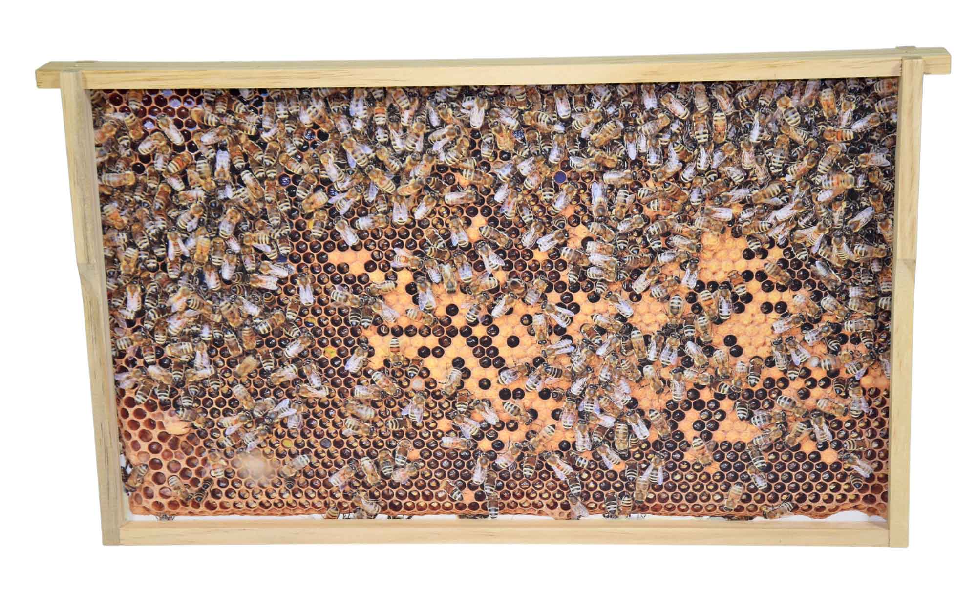 Virtuelles Bienenvolk